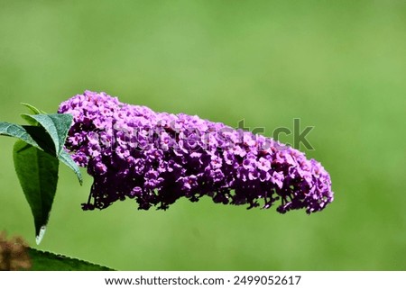 Similar – Image, Stock Photo Summer lilac in front of a bright blue sky in summer.garden