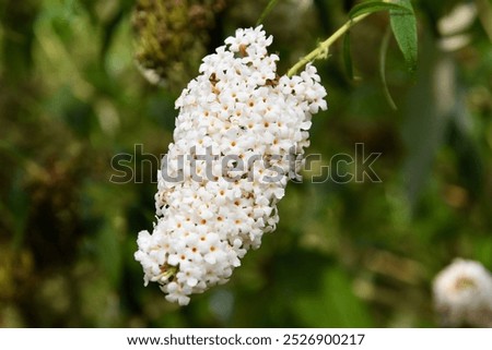 Similar – Image, Stock Photo Summer lilac in front of a bright blue sky in summer.garden