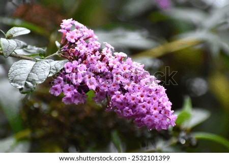 Similar – Image, Stock Photo Summer lilac in front of a bright blue sky in summer.garden