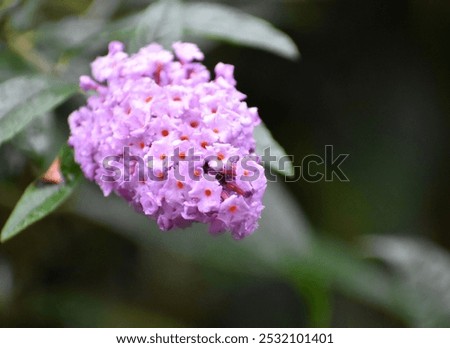 Similar – Image, Stock Photo Summer lilac in front of a bright blue sky in summer.garden