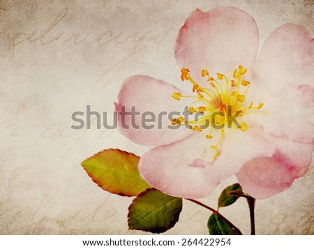 Pink Rose Marble Stone Natural Background Collage