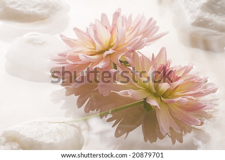 Pink Dahlia Floating on Water with Rocks.  High Key images