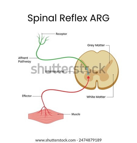 Spinal Reflex Arc Anatomical Vector