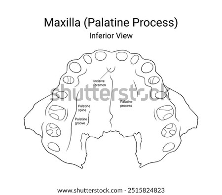 Maxilla Palatine Process Inferior View in Line Style