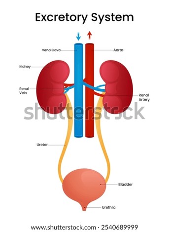 Anatomy of Human Excretory System