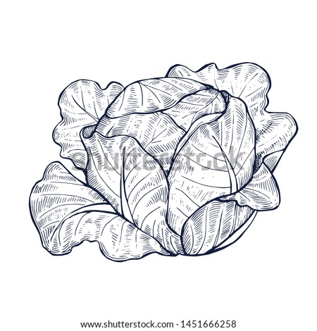 Cabbage botanical hand drawn Isolated vector illustration. Organic vegetarian product. Cabbage symbol applicable for restaurant menu or packaging, label, poster, print. Engraving style.