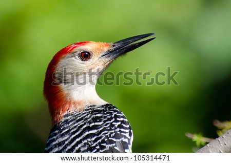 Profile of a Red Bellied Woodpecker