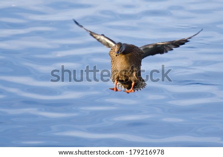 Female Mallard Duck Coming in for a Landing