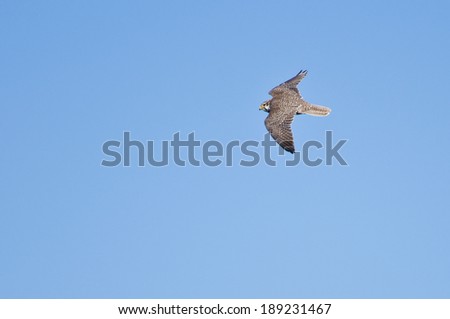 Prairie Falcon Flying in a Blue Sky