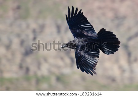 Black Raven Flying Through the Canyon
