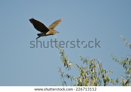 Immature Black-crowned Night-Heron Flying in a Blue Sky