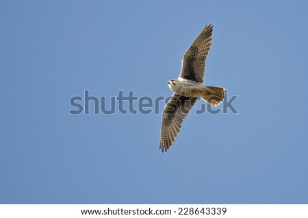 Prairie Falcon Flying in a Blue Sky