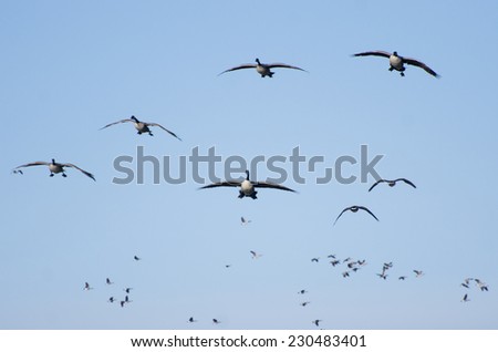 Wave After Wave of Canada Geese Flying in Blue Sky