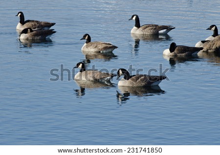 Canada Geese Resting on the Blue Lake