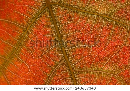 Nature Abstract - Cells and Veins of a Dying Leaf