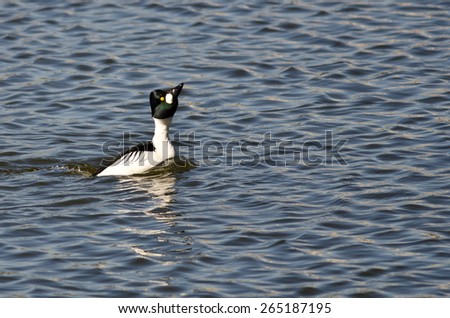 Male Common Goldeneye Performing His Mating Dance