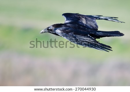 Close Look at Black Common Raven Flying Through the Sky