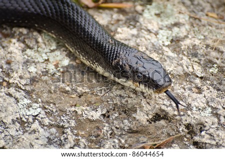 Black Rat Snake Flicking Tongue