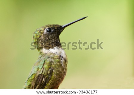 Male Ruby-Throated Hummingbird Profile