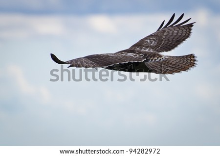 Red-Tailed Hawk Soaring in Cloudy Sky