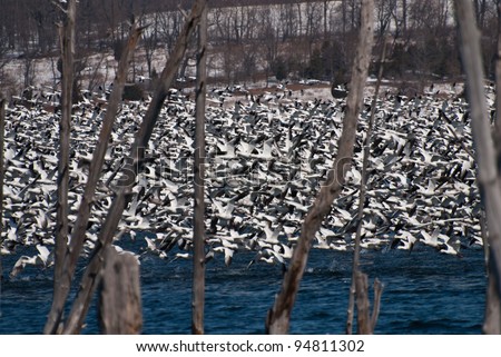 Large Flock of Snow Geese Taking To Flight