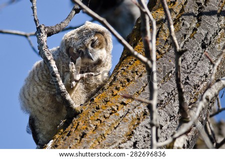Young Owlet Scratching its Eye with its Talon While Perched in a Tree