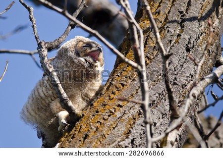 Adorable Young Owlet Yawning and in Need of a Nap While Perched in a Tree