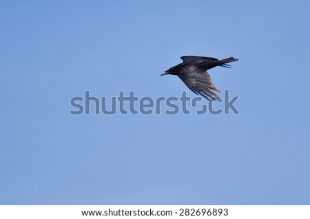 Common Raven Flying in a Blue Sky