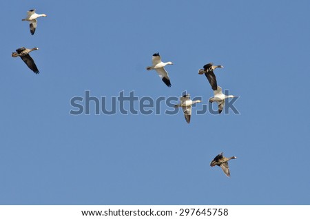 Snow Geese Flying with Greater White-Fronted Geese in a Blue Sky