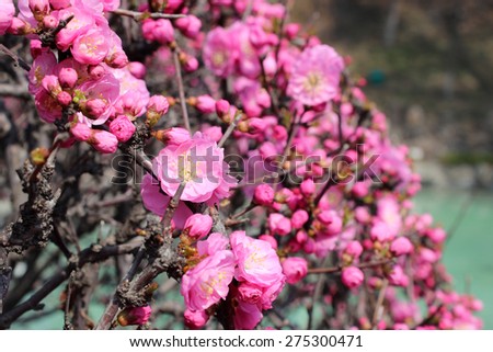 Pink Spring Flowers in front of a lake in China