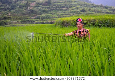 XIJIANG, GUIZHOU, CHINA - JUL, 9, 2015 -  Women from the Miao minority sprays pesticides in a rice field
