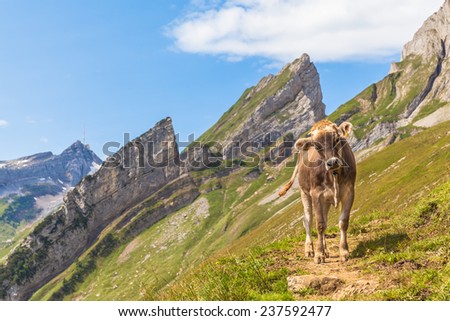 A cow standing on the hiking trail and staring at people, near Saentis in Switzerland