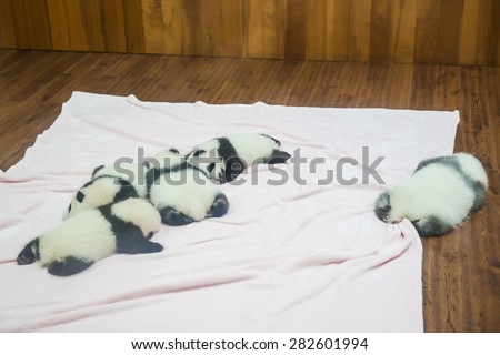 Chengdu, China - October 18, 2014 - Newborn baby pandas sleeping in Research Center of Giant Panda Breeding in Chengdu, Sichuan Province, China