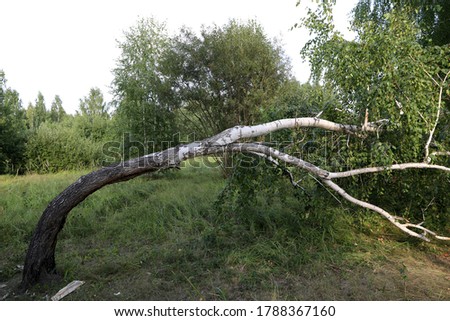 Similar – Image, Stock Photo Birches growing towards the sky