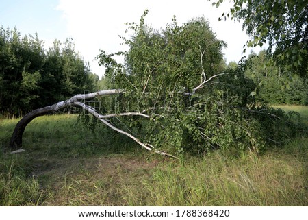 Similar – Image, Stock Photo Birches growing towards the sky