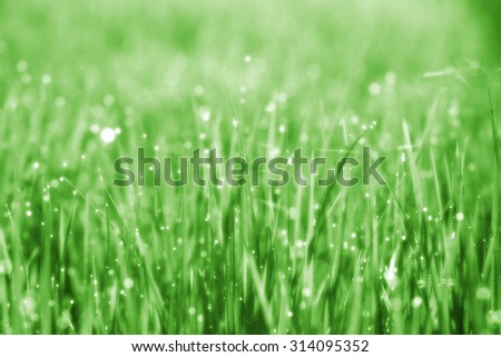 Soft green background of rice plant in rice field with drop dew During the Sunrise, soft focus ,Added noise and grains