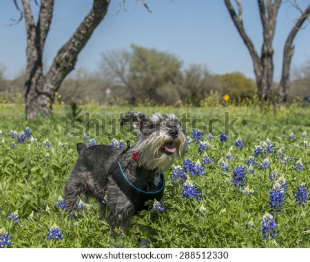 Dog in blue bonnets