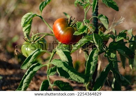 Similar – Image, Stock Photo Cuore di bue
