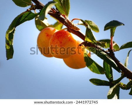 Similar – Image, Stock Photo mirabelle plums Food Fruit