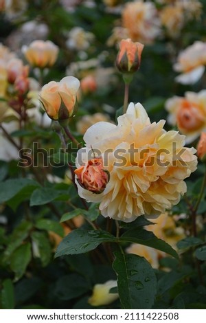 Close up of rose Rosa Port Sunlight seen in the garden.