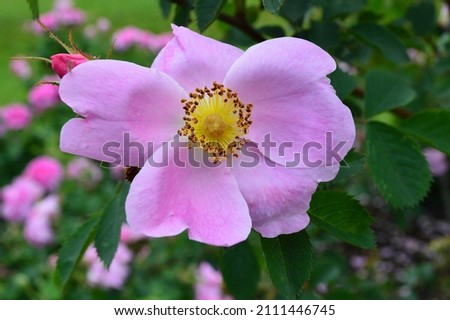 Close up of rose Rosa x hibernica seen outdoors.