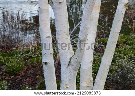 Close up of  the white bark of  Betula utilis var jacquemontii seen in the garden in winter. Photo stock © 