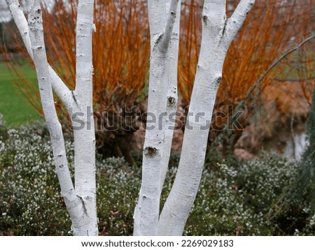 Closeup of the white bark of the garden tree Betula utilis jacquemontii Doorenbos or Himalayan birch seen in winter. Photo stock © 