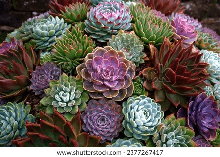 Similar – Foto Bild Nahaufnahme der Echeveria-Pflanze