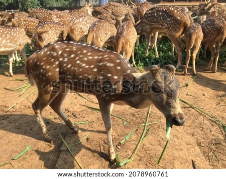 Close up photo of fallow deer. Wildlife picture. Asian deer in a zoo. Chital are most active in the morning and late afternoon. Young sika deer grazing. Visiting the deers in the Deer Park.