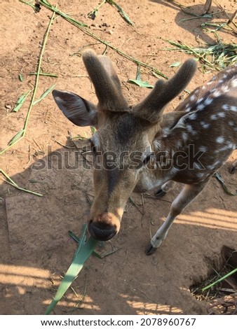 Close up photo of fallow deer. Wildlife picture. Asian deer in a zoo. Chital are most active in the morning and late afternoon. Young sika deer grazing. Visiting the deers in the Deer Park.