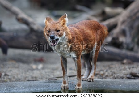 Red wolf eating meat by the water