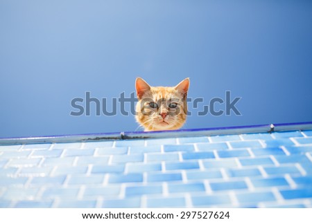 Frightened red cat looks inside the empty pool
