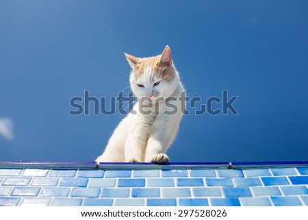 Playful white cat looks inside the empty pool