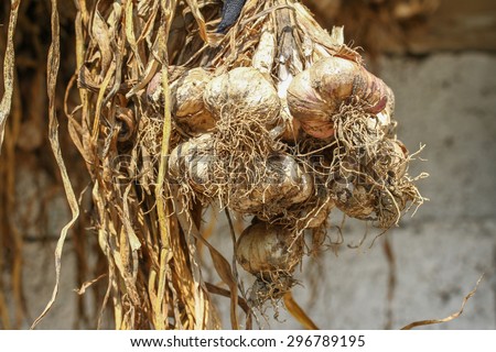 This is a very natural garlic system for village life.This is a very natural garlic system for village life.